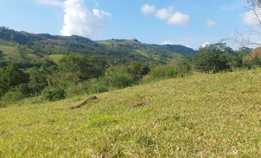 VENDO FINCA GANADERA 34.7 HA EN TARAPOTO - PERU