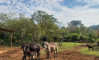 VENDO FINCA GANADERA 34.7 HA EN TARAPOTO - PERU