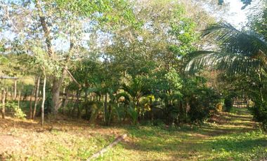 VENDO FINCA GANADERA 34.7 HA EN TARAPOTO - PERU