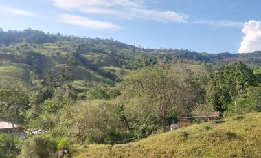 VENDO FINCA GANADERA 34.7 HA EN TARAPOTO - PERU