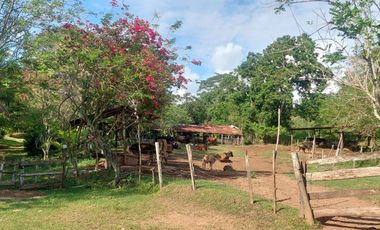 VENDO FINCA GANADERA 34.7 HA EN TARAPOTO - PERU