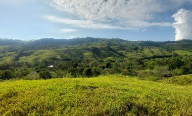 VENDO FINCA GANADERA 34.7 HA EN TARAPOTO - PERU