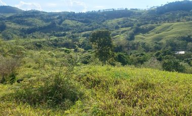 VENDO FINCA GANADERA 34.7 HA EN TARAPOTO - PERU