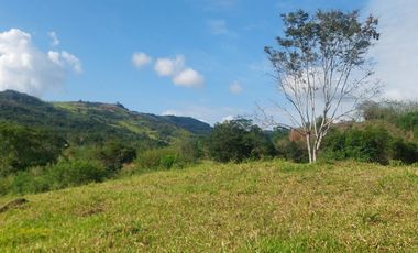 VENDO FINCA GANADERA 34.7 HA EN TARAPOTO - PERU