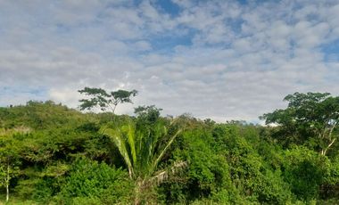 VENDO FINCA GANADERA 34.7 HA EN TARAPOTO - PERU