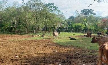 VENDO FINCA GANADERA 34.7 HA EN TARAPOTO - PERU