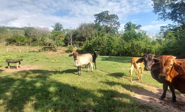 VENDO FINCA GANADERA 34.7 HA EN TARAPOTO - PERU