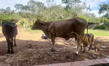 VENDO FINCA GANADERA 34.7 HA EN TARAPOTO - PERU