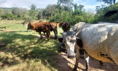 VENDO FINCA GANADERA 34.7 HA EN TARAPOTO - PERU