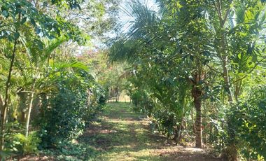 VENDO FINCA GANADERA 34.7 HA EN TARAPOTO - PERU