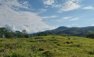 VENDO FINCA GANADERA 34.7 HA EN TARAPOTO - PERU