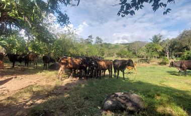 VENDO FINCA GANADERA 34.7 HA EN TARAPOTO - PERU