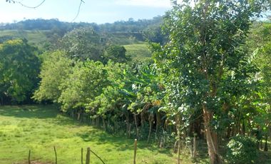 VENDO FINCA GANADERA 34.7 HA EN TARAPOTO - PERU