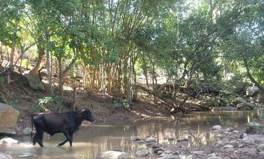 VENDO FINCA GANADERA 34.7 HA EN TARAPOTO - PERU
