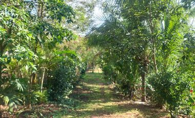 VENDO FINCA GANADERA 34.7 HA EN TARAPOTO - PERU