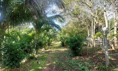 VENDO FINCA GANADERA 34.7 HA EN TARAPOTO - PERU