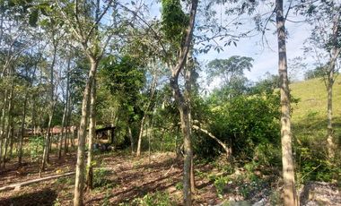 VENDO FINCA GANADERA 34.7 HA EN TARAPOTO - PERU