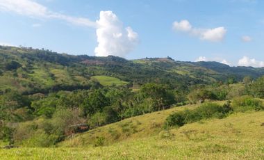 VENDO FINCA GANADERA 34.7 HA EN TARAPOTO - PERU