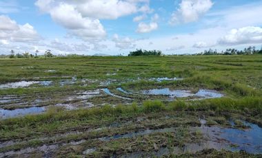 Bohol farm lot with large irrigated ricefield in Pilar Bohol 150/sqm