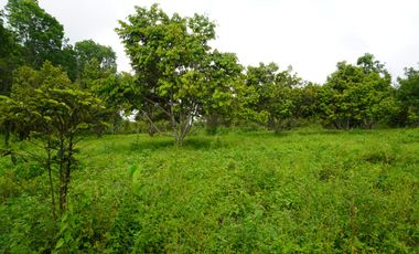 Farmland resort style property for sale at claveria mis. Or.