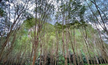 Peaceful 11 Rai rubber plantation with stunning mountain views for sale in  Khao Khram , Krabi