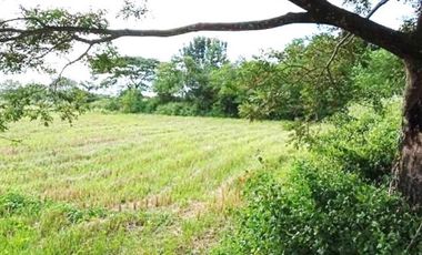 JDL - FOR SALE: 1 Hectare Agricultural Land in San Rafael, Bulacan