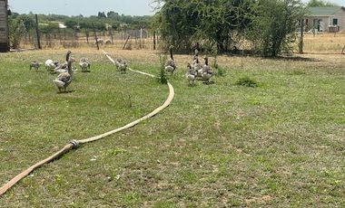 Vende Parcela Una Ha (San Rafael)