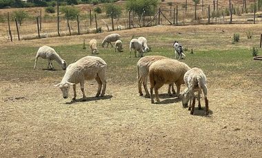 Vende Parcela Una Ha (San Rafael)