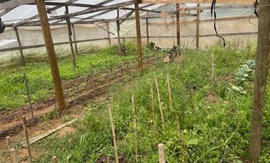 Vende Parcela Una Ha (San Rafael)
