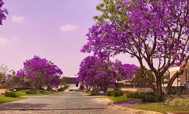 Espectacular Terreno en venta Arauca 2, Zapopan, Jalisco, Lote 222 superficie de terreno 383.113 m², zona Valle Real, Mitica, Olivos