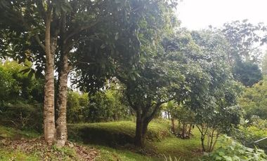 Guarne Antioquia Vereda El Sango VENTA