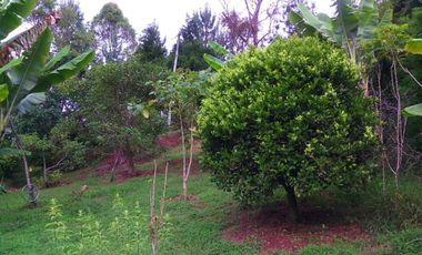 Guarne Antioquia Vereda El Sango VENTA