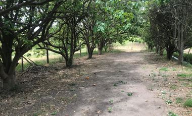 En venta tres hectáreas en Guayllabamba. Quito.