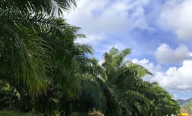 3.5 Rai of palm plantation near Natai Beach is for sale in Khok Kloi, Phang Nga.