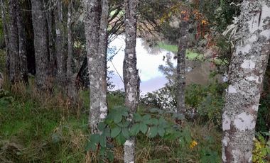 Excelente parcela en Rio Bueno, sector Crucero Collico