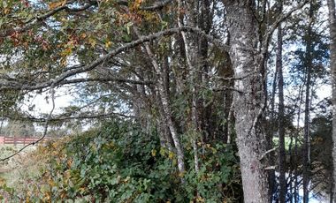 Excelente parcela en Rio Bueno, sector Crucero Collico