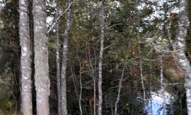 Excelente parcela en Rio Bueno, sector Crucero Collico