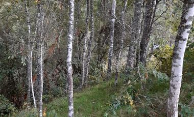 Excelente parcela en Rio Bueno, sector Crucero Collico