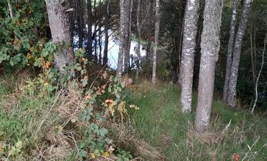 Excelente parcela en Rio Bueno, sector Crucero Collico