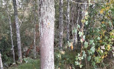 Excelente parcela en Rio Bueno, sector Crucero Collico