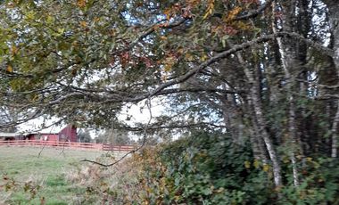 Excelente parcela en Rio Bueno, sector Crucero Collico