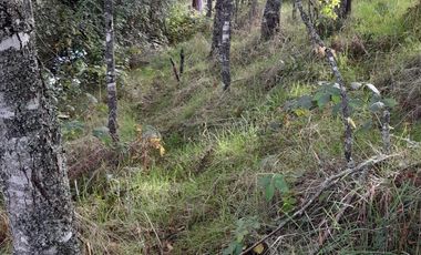 Excelente parcela en Rio Bueno, sector Crucero Collico