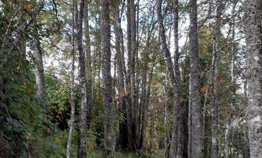 Excelente parcela en Rio Bueno, sector Crucero Collico