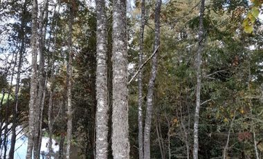 Excelente parcela en Rio Bueno, sector Crucero Collico