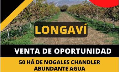 50 HÁ DE NOGALES CHANDLER /  EXCELENTE PLANTACIÓN 2019