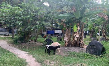 RESIDENTIAL LOT FOR SALE WITH FIXER UPPER HOUSE ID 14878