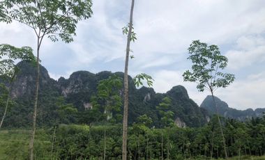 26 Rai of palm plantation with full mountain view in Khaothong Krabi.