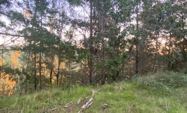 OPORTINIDAD DE INVERSIÓN, NUEVE HECTAREAS EN VENTA, LA CAMPANA