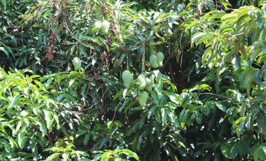 Land for Rent Calamba, Laguna