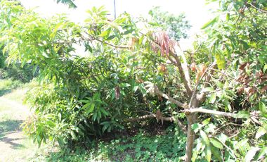 Land for Rent Calamba, Laguna